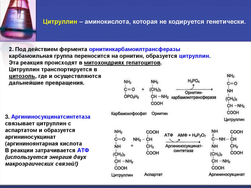 Цитруллин – аминокислота, которая не кодируется генетически.
