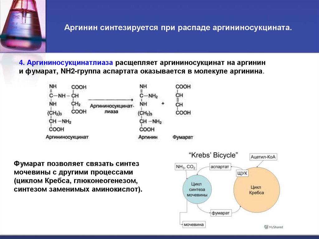 Аргинин синтезируется при распаде аргининосукцината.
