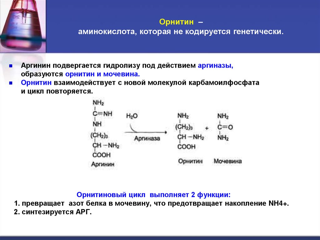 Орнитин – аминокислота, которая не кодируется генетически.