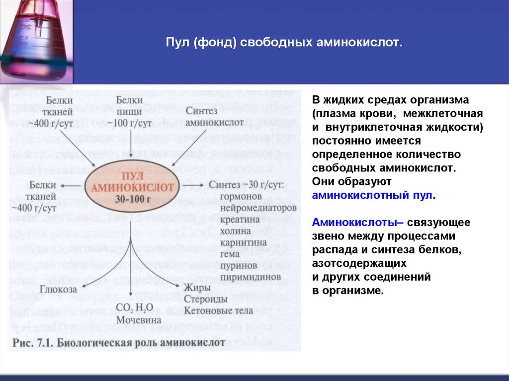 Пул (фонд) свободных аминокислот.