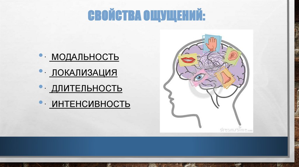 Свойства ощущений: