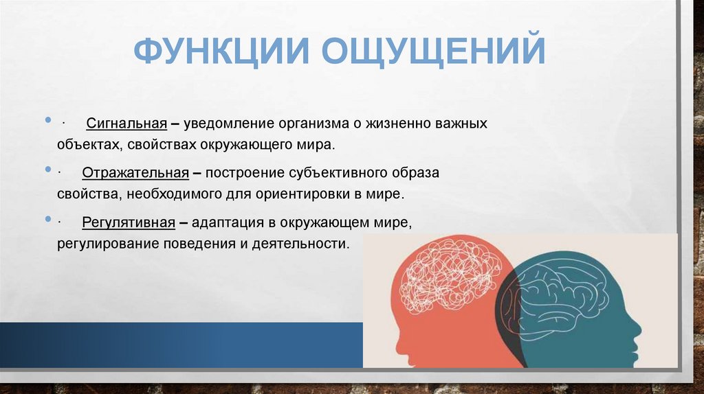 Функции ощущений