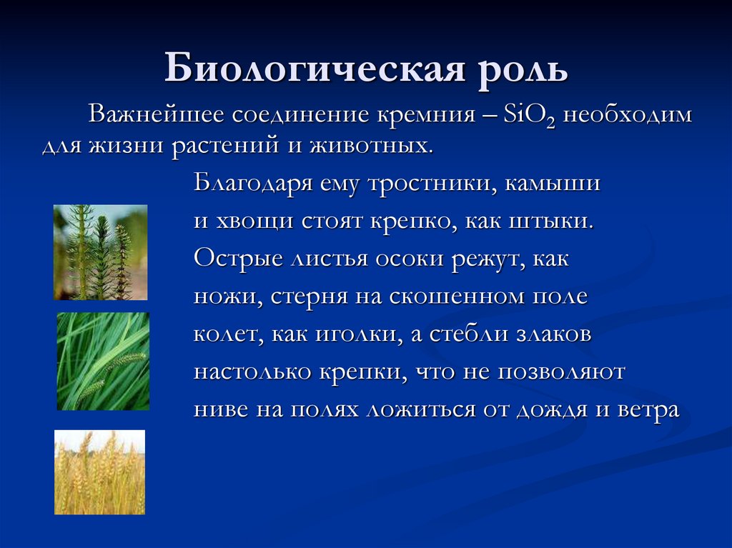 Биологическая роль