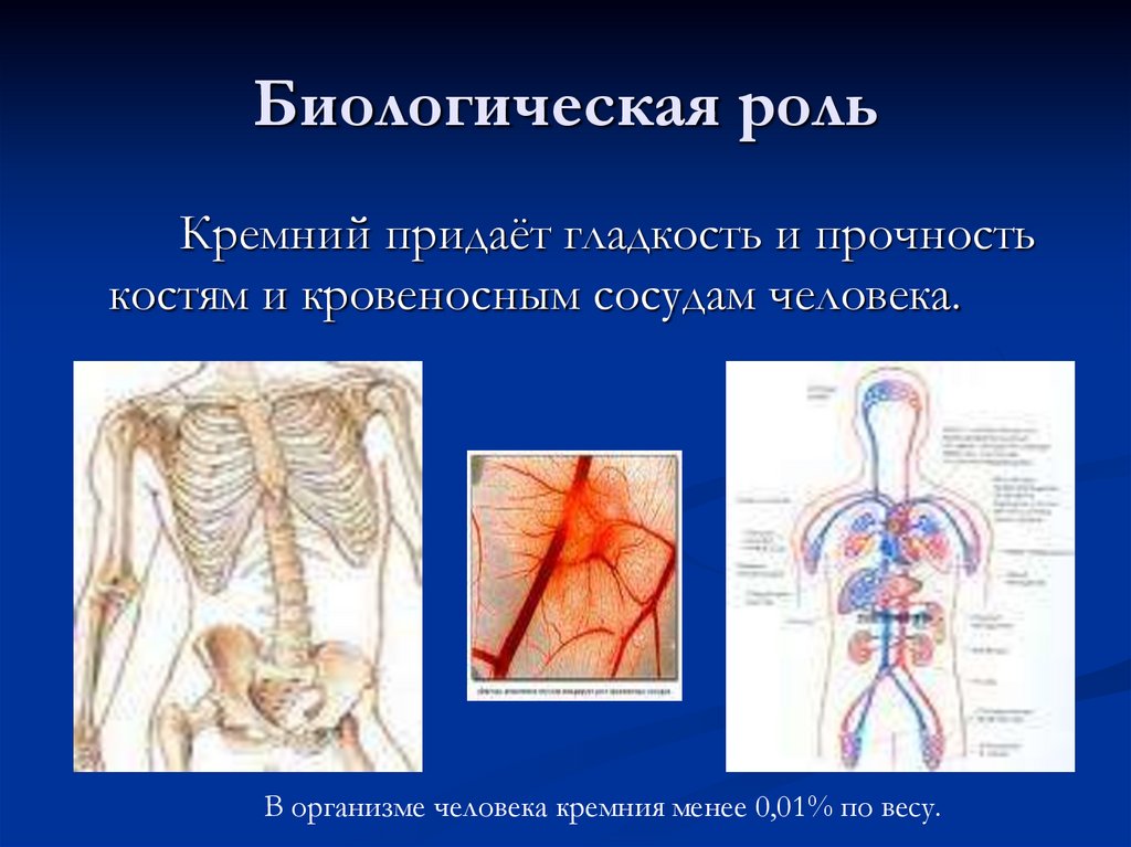Биологическая роль