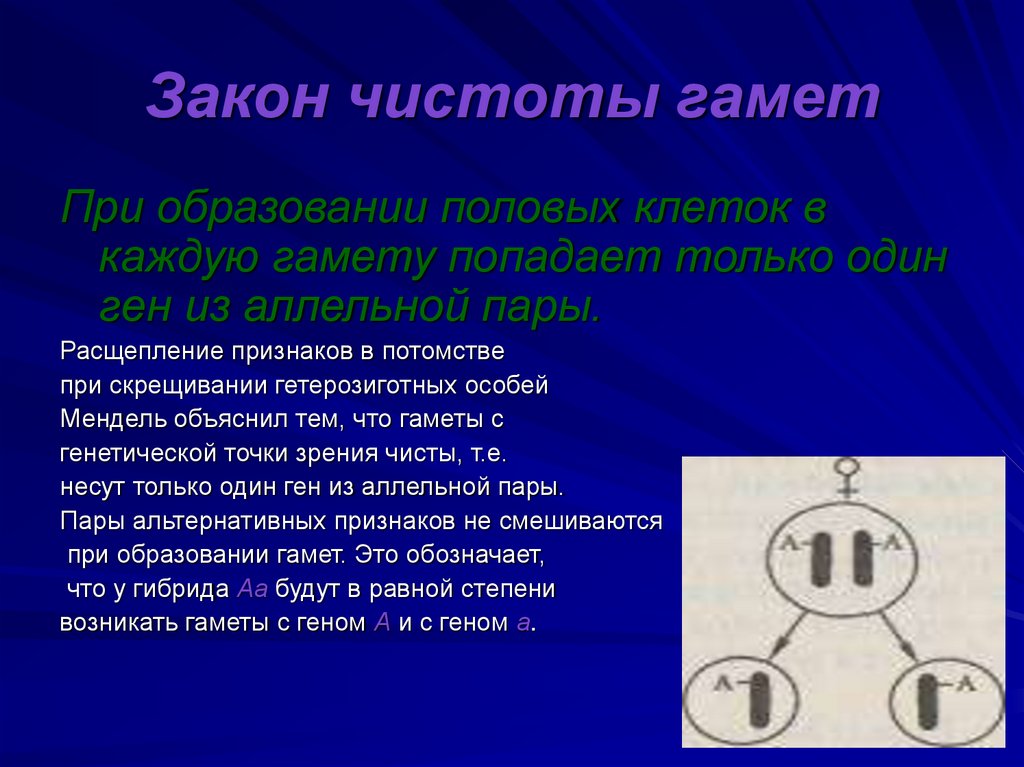 Закон чистоты гамет
