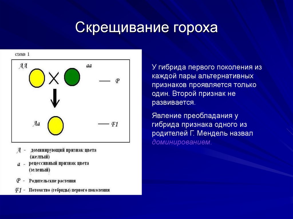 Скрещивание гороха