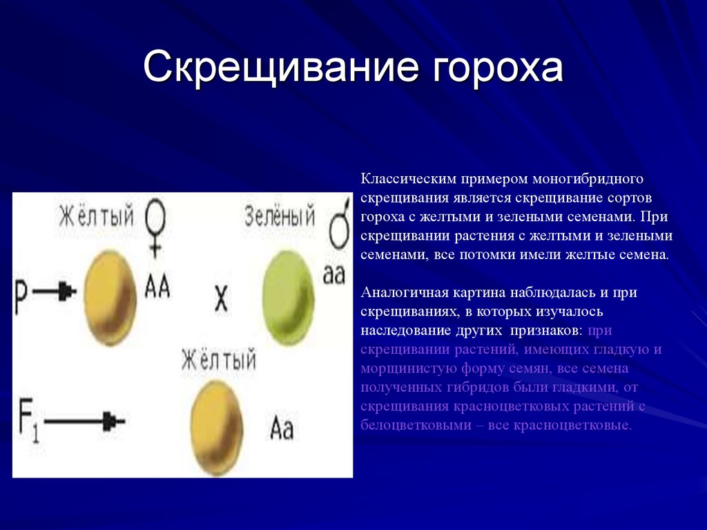 Скрещивание гороха