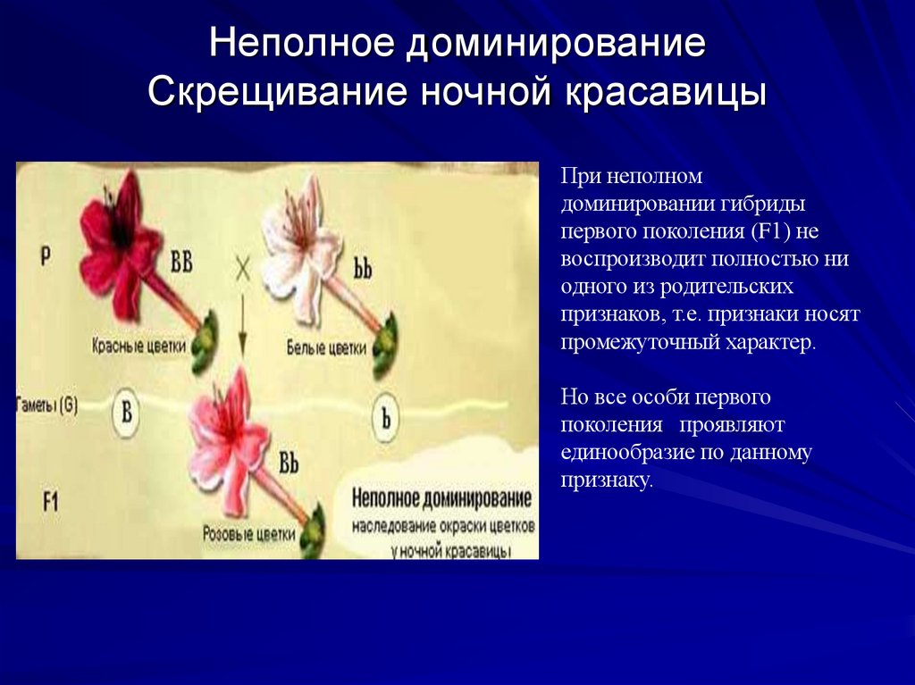 Неполное доминирование Скрещивание ночной красавицы