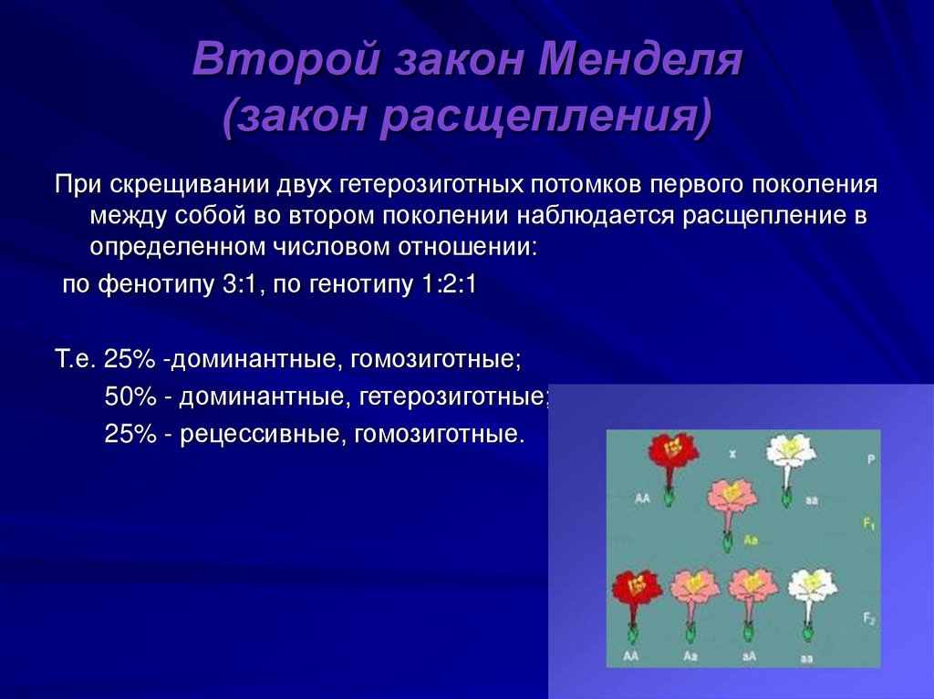 Второй закон Менделя (закон расщепления)