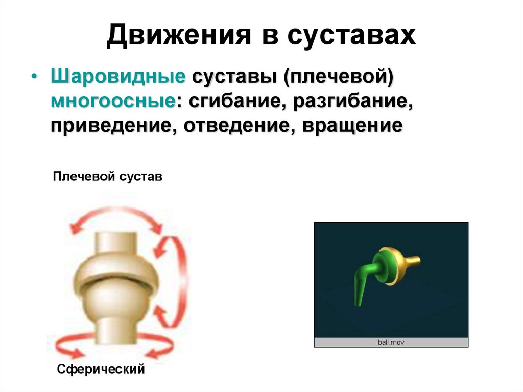 Движения в суставах