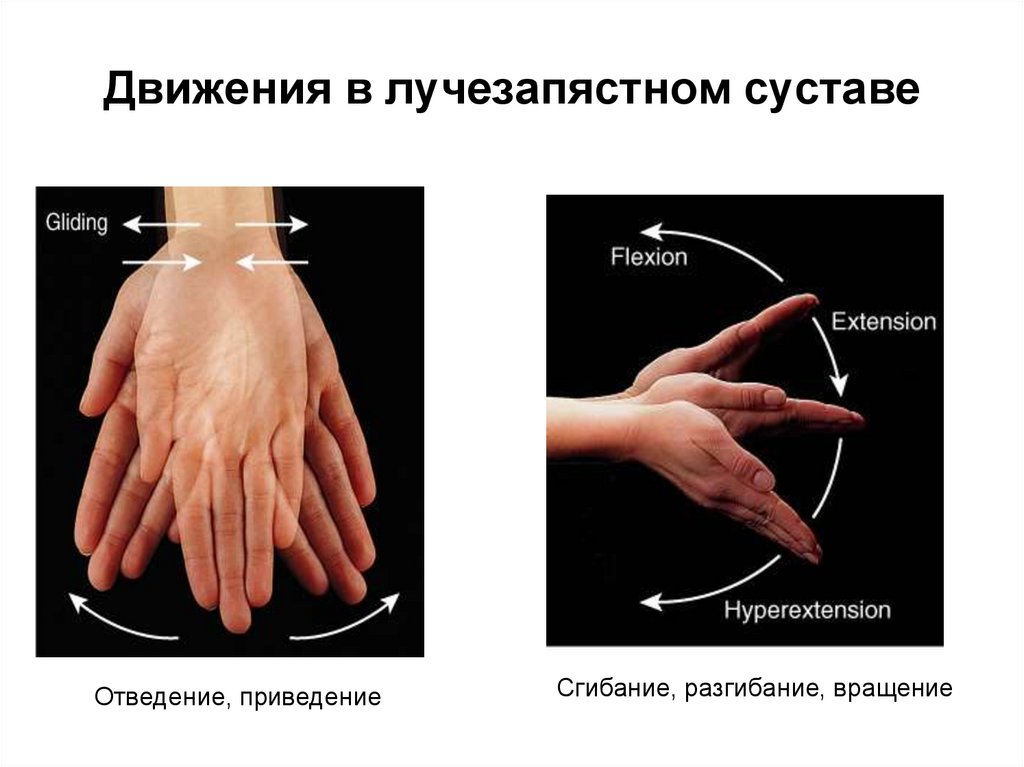 Движения в лучезапястном суставе