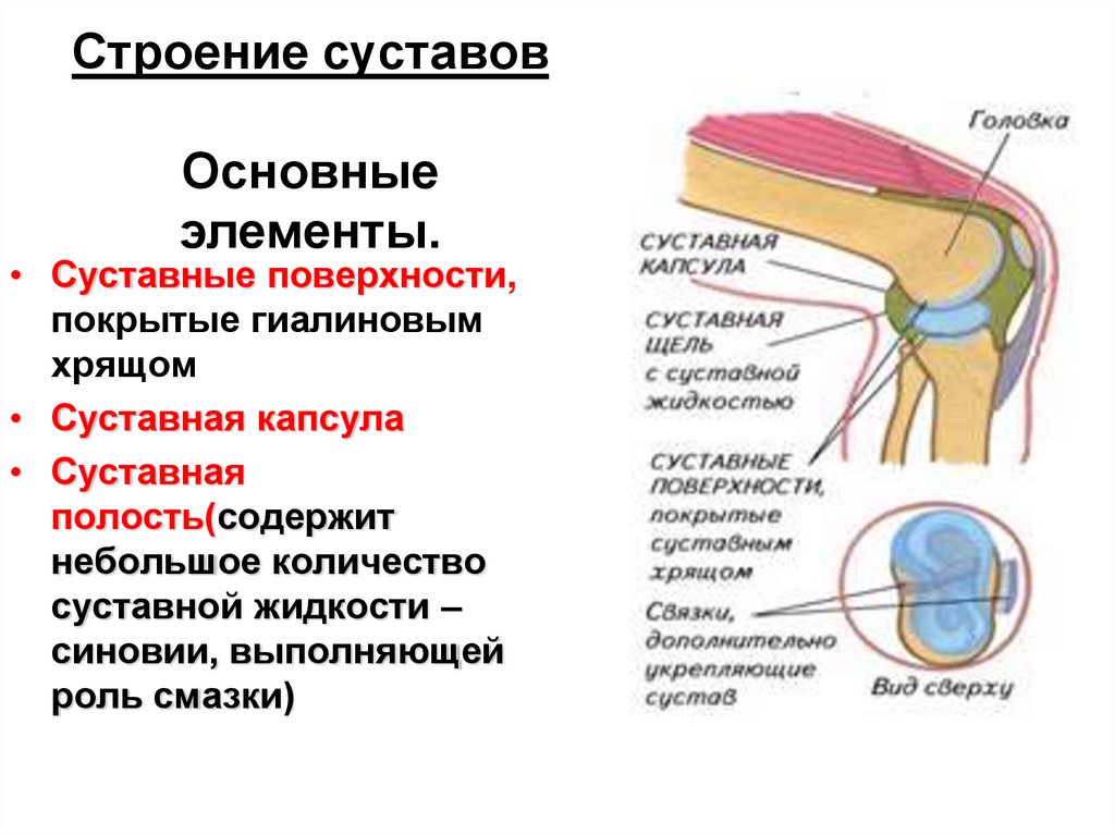 Строение суставов Основные элементы.
