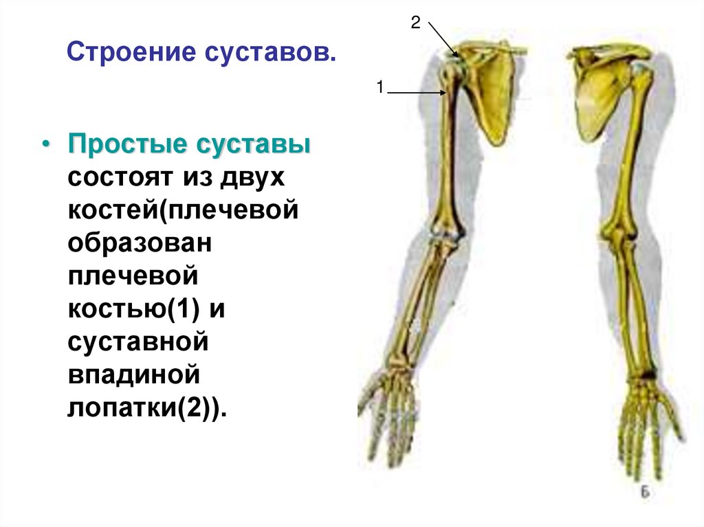 Строение суставов.