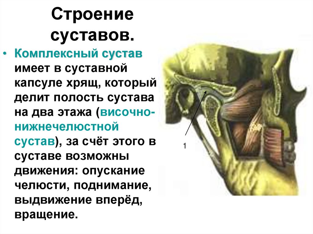 Строение суставов.