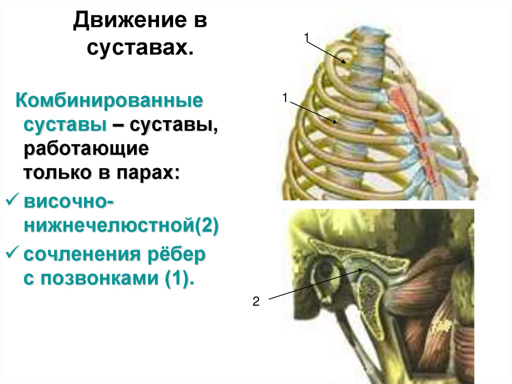 Движение в суставах.
