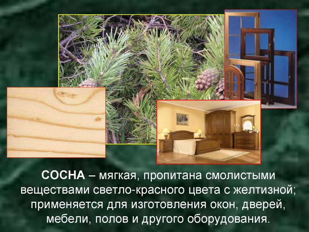 СОСНА – мягкая, пропитана смолистыми веществами светло-красного цвета с желтизной; применяется для изготовления окон, дверей,