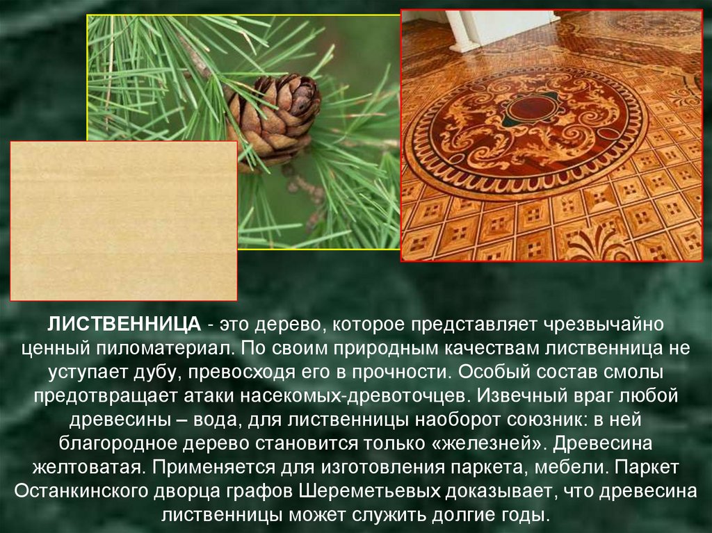 ЛИСТВЕННИЦА - это дерево, которое представляет чрезвычайно ценный пиломатериал. По своим природным качествам лиственница не