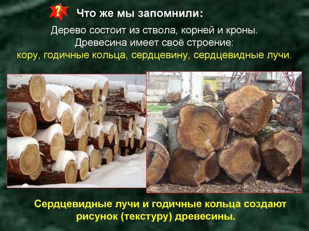 Дерево состоит из ствола, корней и кроны. Древесина имеет своё строение: кору, годичные кольца, сердцевину, сердцевидные лучи.