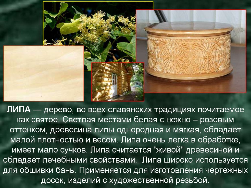 ЛИПА — дерево, во всех славянских традициях почитаемое как святое. Светлая местами белая с нежно – розовым оттенком, древесина