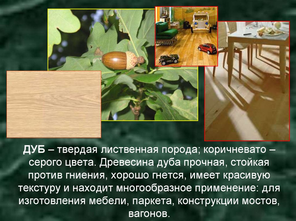 ДУБ – твердая лиственная порода; коричневато – серого цвета. Древесина дуба прочная, стойкая против гниения, хорошо гнется,
