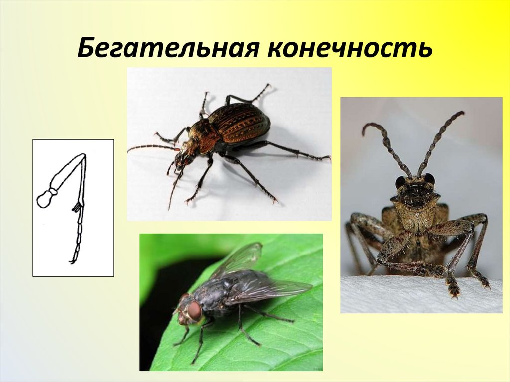 Бегательная конечность