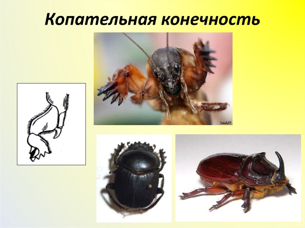 Копательная конечность