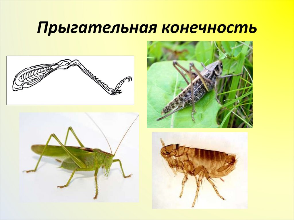 Прыгательная конечность