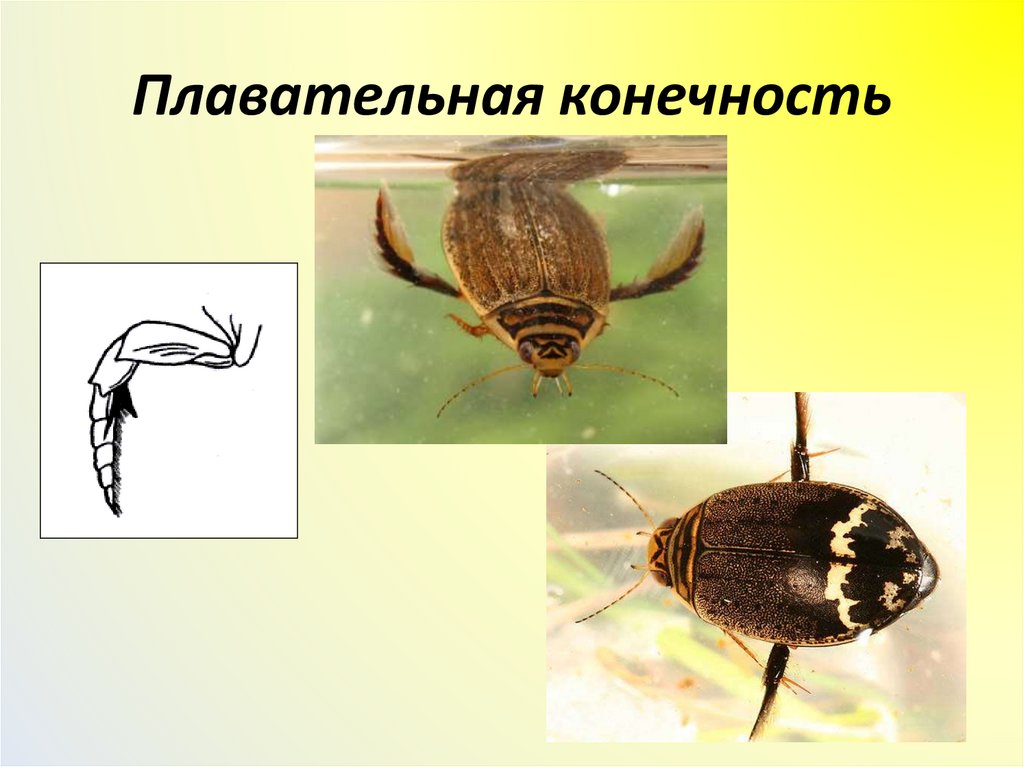 Плавательная конечность