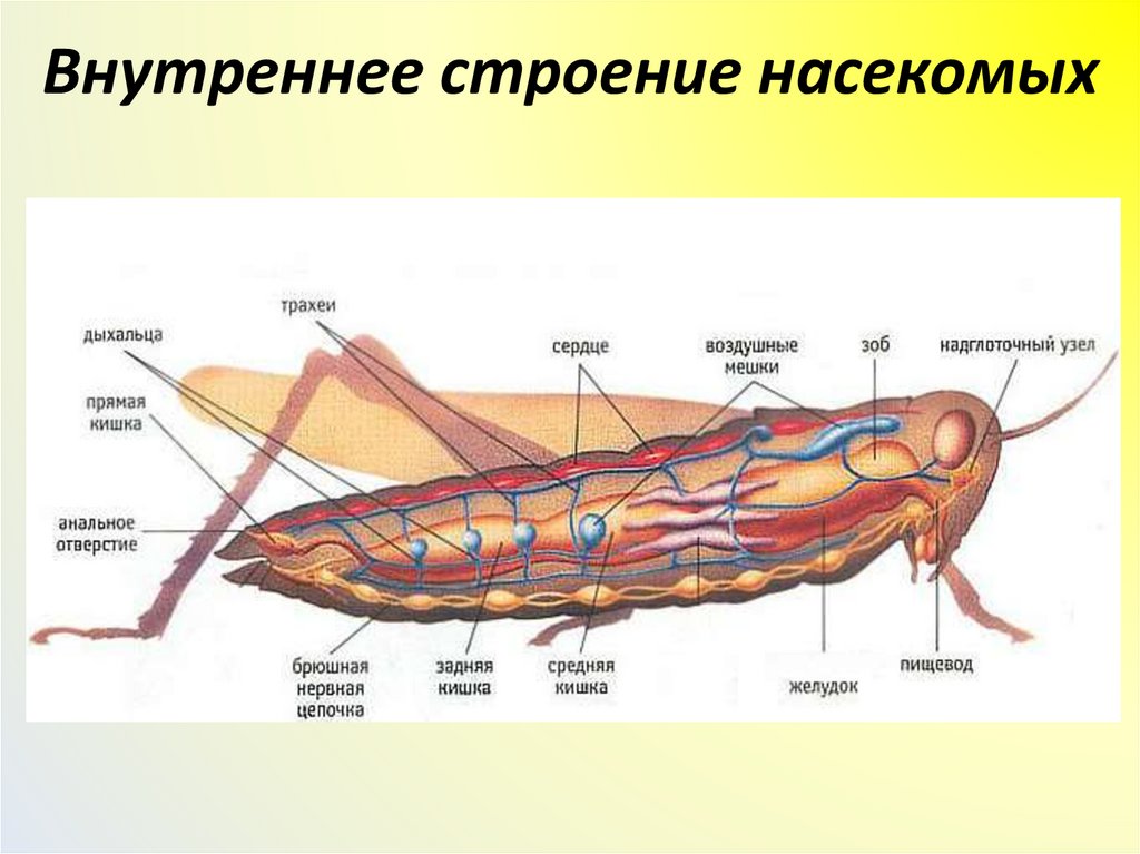 Внутреннее строение насекомых