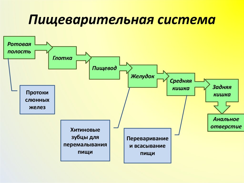 Пищеварительная система