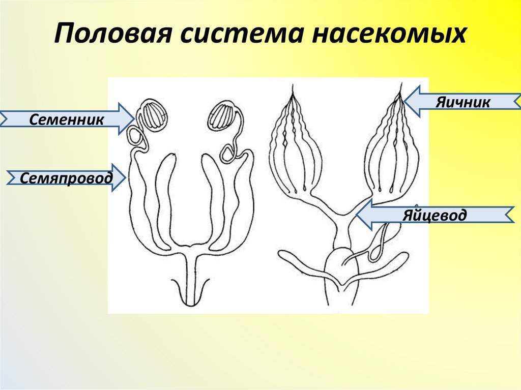 Половая система насекомых