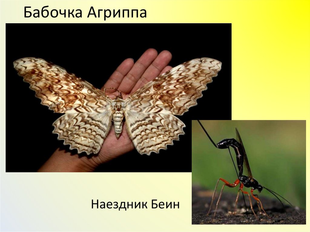 Бабочка Агриппа