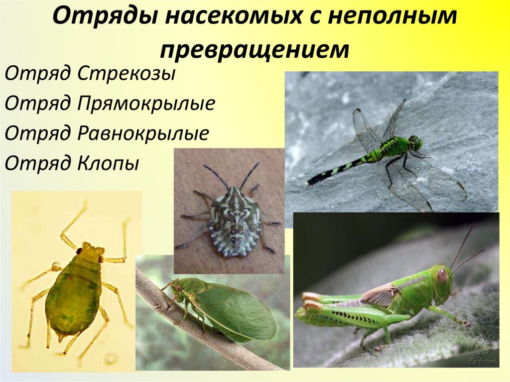 Отряды насекомых с неполным превращением