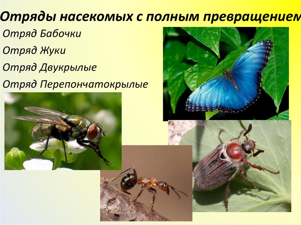Отряды насекомых с полным превращением