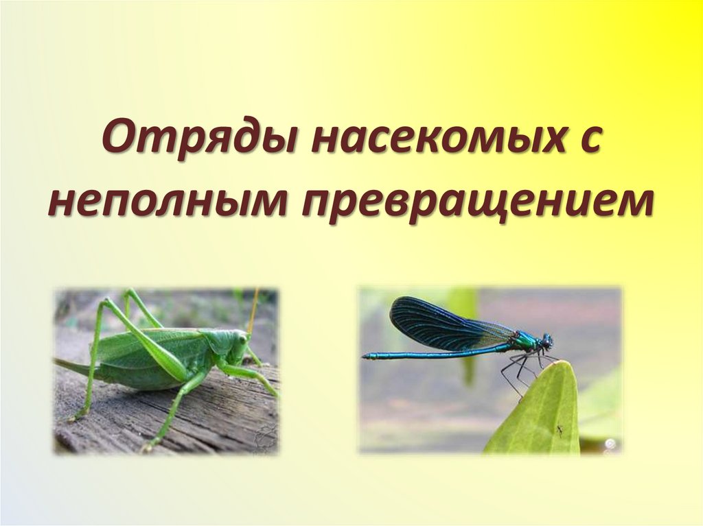 Отряды насекомых с неполным превращением