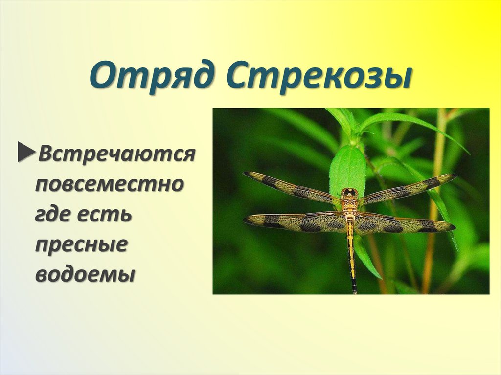 Отряд Стрекозы