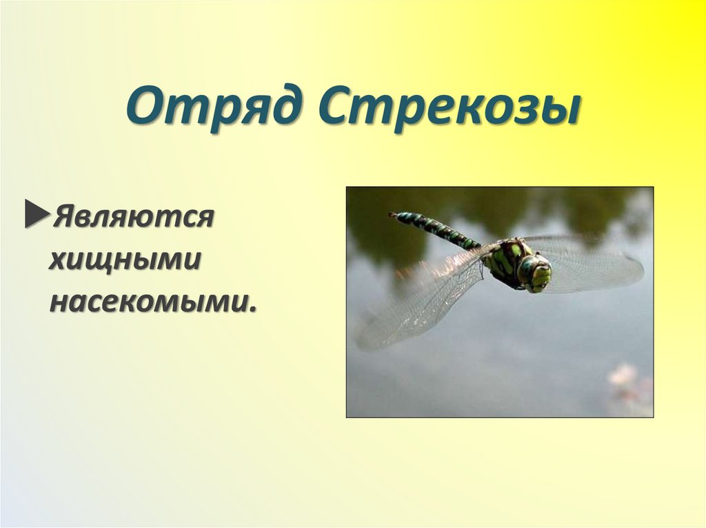 Отряд Стрекозы