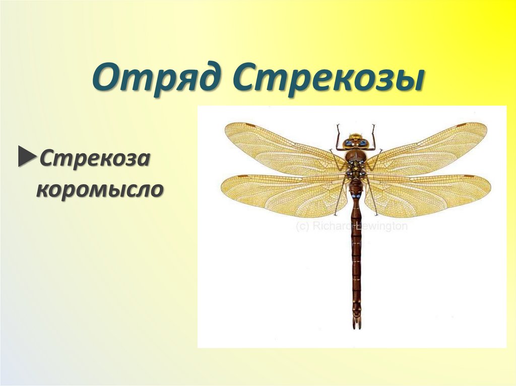 Отряд Стрекозы