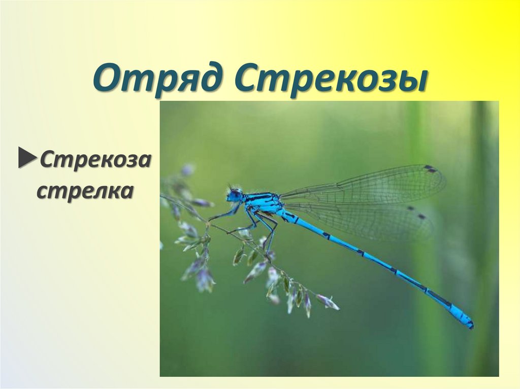 Отряд Стрекозы