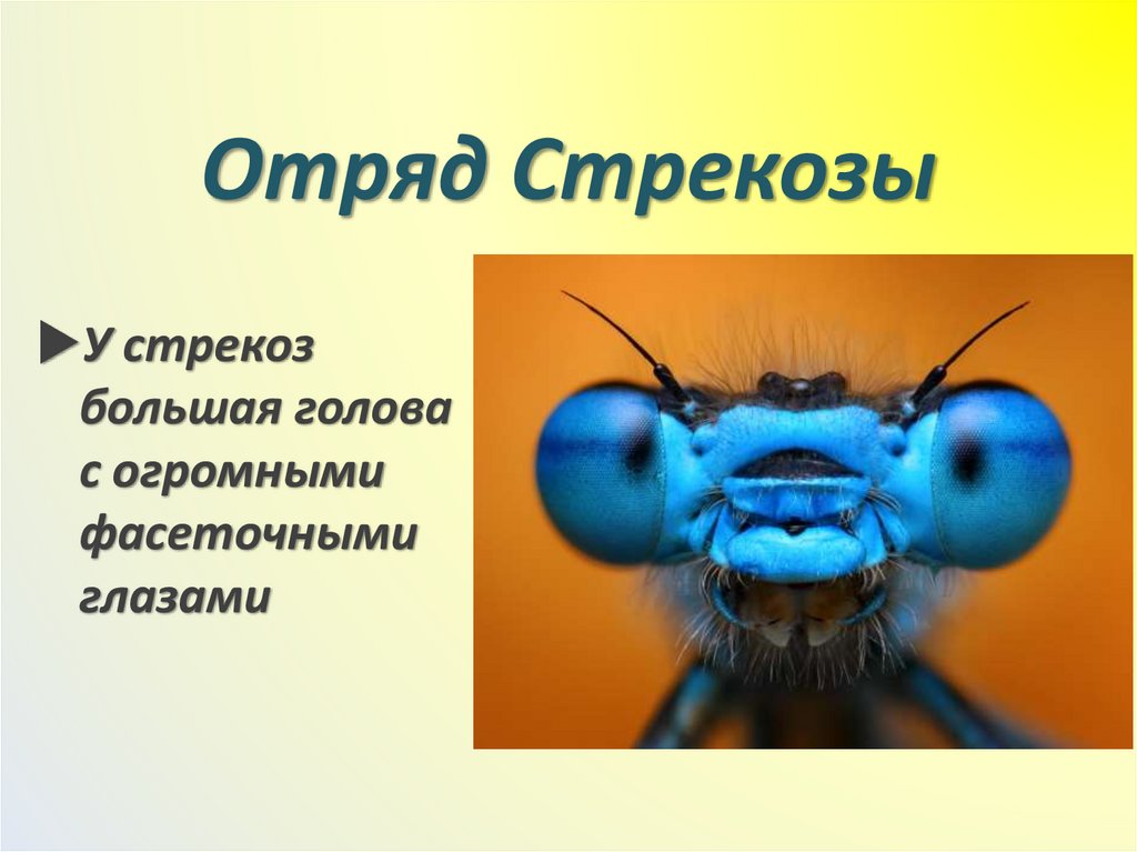 Отряд Стрекозы