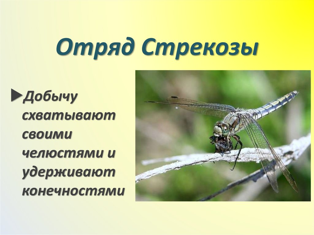 Отряд Стрекозы