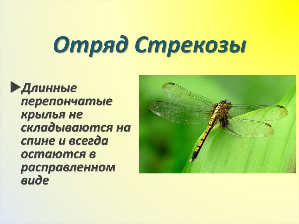 Отряд Стрекозы