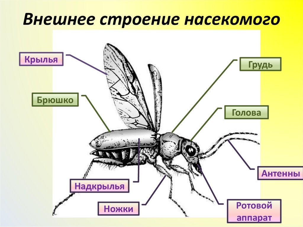 Внешнее строение насекомого