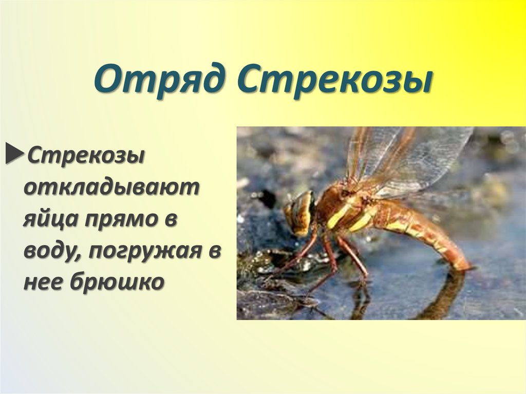 Отряд Стрекозы