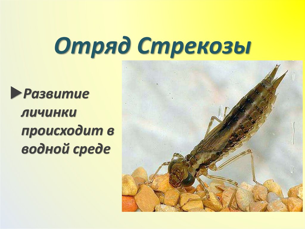 Отряд Стрекозы
