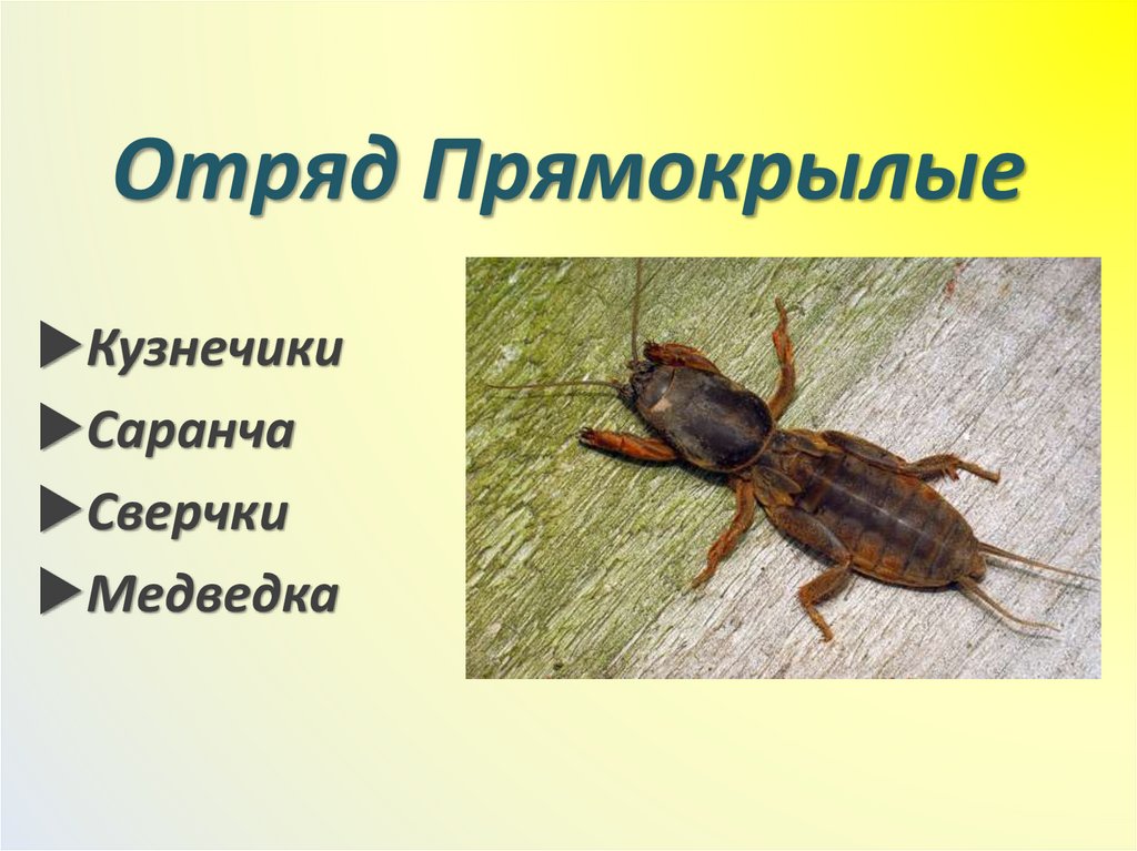 Отряд Прямокрылые