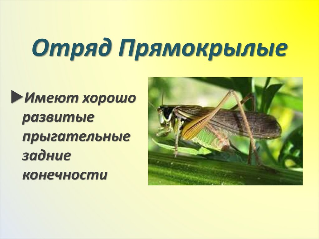 Отряд Прямокрылые