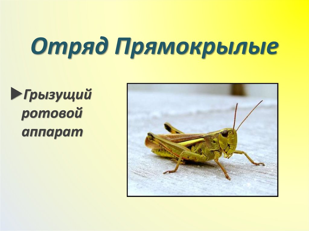 Отряд Прямокрылые