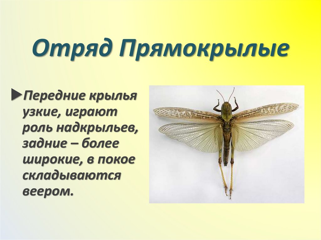 Отряд Прямокрылые