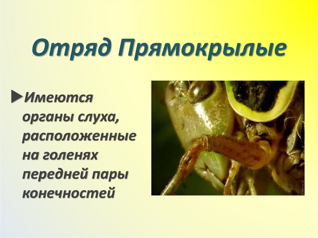 Отряд Прямокрылые